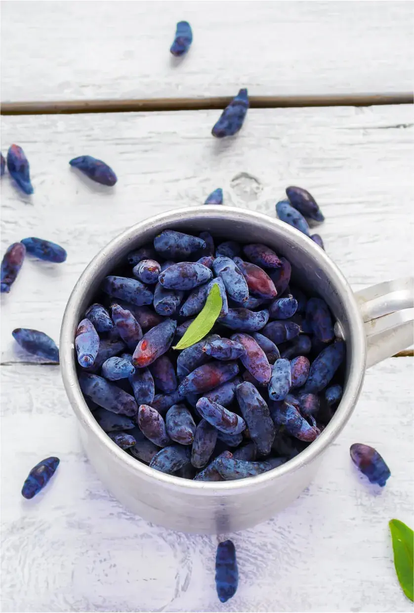 Lonicera Superfruit